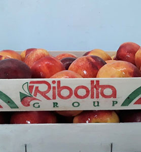 Fiori di pesco