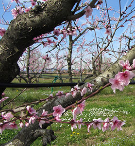Fiori di pesco