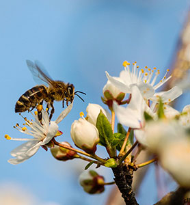 Fiori di susino