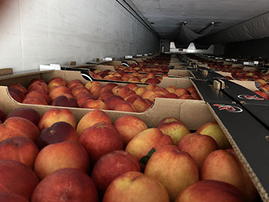 Lavorazione frutta