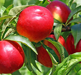 Pesche Ribotta