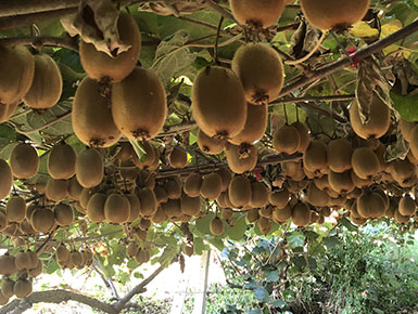 Produzione frutta